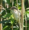 Reed Warbler