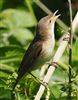 Reed Warbler