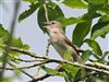 Garden Warbler