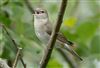 Garden Warbler