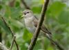 Garden Warbler