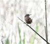 Wren