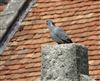 Stock Dove