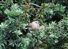 Goldcrest