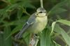 Blue Tit