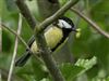 Great Tit