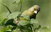 Greenfinch