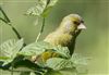 Greenfinch
