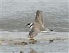 Little Ringed Plover
