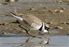 Little Ringed Plover