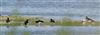 Oystercatcher