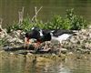 Oystercatcher