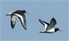 Oystercatcher