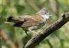 Whitethroat