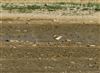 Yellow Wagtail