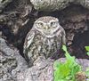 Little Owl