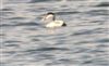 Eider