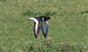 Oystercatcher