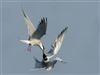 Common Tern