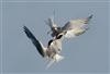 Common Tern