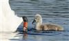 Mute Swan