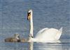 Mute Swan