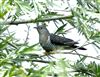 Cuckoo