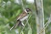 Reed Bunting