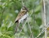 Reed Bunting