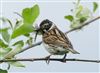 Reed Bunting