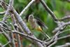 Grey Wagtail