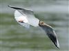 Black-headed Gull