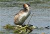 Great Crested Grebe