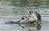 Great Crested Grebe