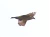 Common Crossbill