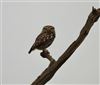 Little Owl