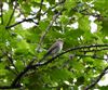 Spotted Flycatcher