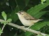Sedge Warbler