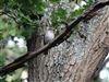 Spotted Flycatcher