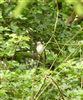 Spotted Flycatcher