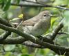 Garden Warbler