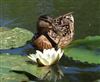 Mallard