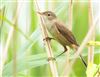 Reed Warbler