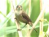 Reed Warbler