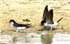 House Martin