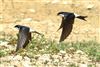 House Martin