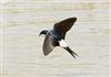 House Martin