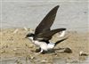 House Martin