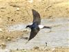 House Martin