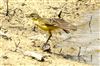 Yellow Wagtail